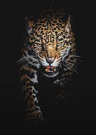 218 jaguar hd wallpapers background images wallpaper abyss. The Jaguar Jaguar Animal Animals Wild Wild Cats