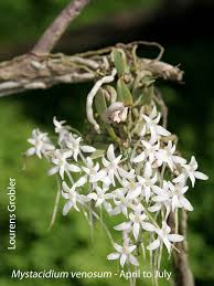 Image result for Mystacidium