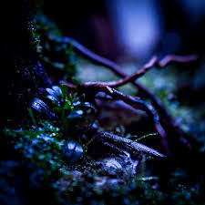 Image result for Xyris aristata