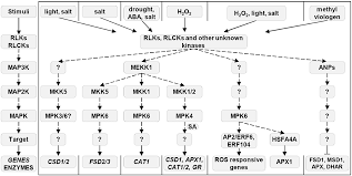 The juul device comprises an indicator light that shows charge; Frontiers Signaling Toward Reactive Oxygen Species Scavenging Enzymes In Plants Plant Science