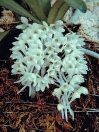 Image result for Diaphananthe bidens