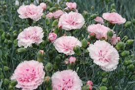 Gardenia Rhs Award Of Garden Merit Very Compact And Free Flowering Dianthus Candy Floss Pink Is A Ch Red Flowers Garden Dianthus Flowers Pink Dianthus