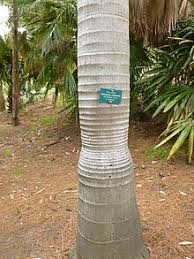 The stem is slightly enlarged at the base. Archontophoenix Cunninghamiana Wikipedia