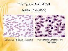 Red blood cells have no nucleus while a typical animal cell does. What Is Difference Between Camels Rbcs And Human Rbcs The Typical Animal Cell RaÃ¿cs Biology 12918875 Meritnation Com