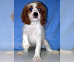 We feel our cavapoo's are a wonderful very loving beautiful hybrid designer dog that is perfect for everyone, our families who have adopted one agree with us. Puppyfinder Com Cavapoo Puppies Puppies For Sale Near Me In Arizona Usa Page 1 Displays 10