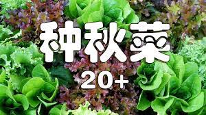 种秋菜20+ 8月9月种什么菜vegetables to plat now for a fall harvest - YouTube