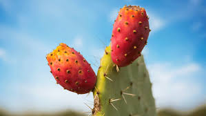 Locate a fruiting prickly pear cactus. Prickly Pear Cacti How Much Do You Know About Texas State Plant