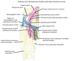 An itch here is more disconcerting compared because it is considered socially inappropriate to relieve the itch by touching the groin area in public. Transversus Abdominis Plane Tap Block As A Potential Diagnostic And Therapeutic Tool For Treatment Of Chronic Post Herniorrhaphy Pain A Case Report