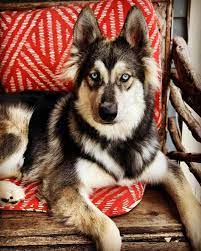 Is The German Shepherd Malamute Mix A Good Crossbreed K9 Web