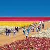 50 acres of extraordinary color at the carlsbad flower fields. Https Encrypted Tbn0 Gstatic Com Images Q Tbn And9gctbcn6zesglduxtqcpee9idpq Wpf15ga7w9lyhn Shd1ozrlku Usqp Cau