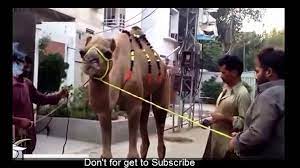 Pilih kategori camel 1 cow 6 fuuny 7 tricks 1. Dangerous Camel Qurbaani On Eid Ul Azha By Professional Qasai 2016 Video Dailymotion