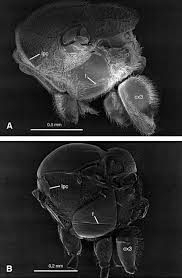 Ideaal zijn de soorten die meerdere larvale stadia parasiteren, meerdere soorten rupsen parasiteren en tevens goed te kweken zijn. Phylogeny Classification And Evolution Of The Cynipoidea Ronquist 1999 Zoologica Scripta Wiley Online Library