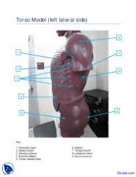 Your body should be straight, resting at an angle, with your feet on the floor. Torso Left Side Muscles Model Human Anatomy Handout Docsity