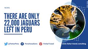 Car sputters when i step on gas to change gears or just to speed up. There Are Only 22 000 Jaguars Left In Peru