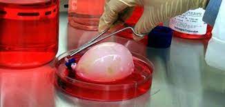 Radical Life Extension Living A 1 000 Year Lifespan 3d Printing Regenerative Medicine Stem Cell Therapy