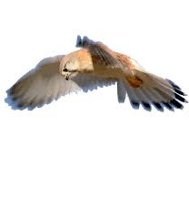 Colorful Birds Flying In The Sky Gif Https Encrypted Tbn0 Gstatic Com Images Q Tbn 3aand9gcspvkd4x4ghsiluqnjn Mnqvpfwunzekfgtyg Usqp Cau