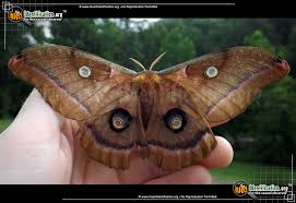Moth larvae, or caterpillars, make cocoons from which they emerge as fully grown moths with wings. Polyphemus Moth Antheraea Polyphemus