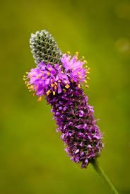 (usda) flowers are single, range from pale pink to red. 44 Illinois Native Plants Ideas Plants Native Plants Perennials