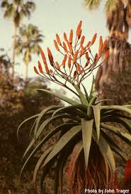 Image result for Aloe excelsa