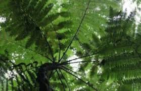 Image result for Cyathea manniana