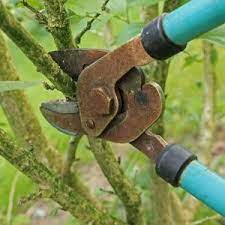Kiefern und laubhölzer wie magnolien und den blutenden ahorn sollten sie nur bei erfordernis schneiden. Herbstschnitt Im Garten Baume Und Straucher Schneiden Heimwerker De