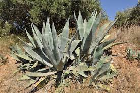 Witii surely push the limits of what we know s. Agave Wikipedia