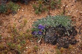 Image result for Aptosimum albomarginatum