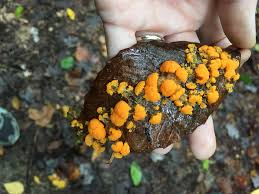 The first step is physical removal. Found On A Leaf On The Forest Floor Orange Jelly Fungus Slime Mold Just On The One Leaf Found In Mostly Beech Forest In Ct Mycology