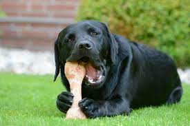 What Does It Mean When Your Dog Offers You His Bone Or Chew Pets4homes