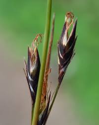 Image result for Costularia natalensis