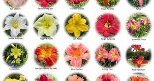 New Hampshire Garden Notes Blog Archive My Daylily Collection Mosaic Monday Types Of Flowers Flower Images With Name Flower Pictures