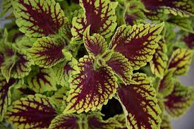 Image result for Coleus scutellarioides