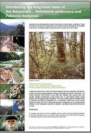 Image result for Lijndenia sp. cf barteri