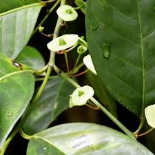 Image result for Heisteria