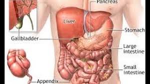 The left kidney, small intestine and descending colon are all found at the lower left side of the back, also known as the left lumbar region. 9 Organs That Cause Back Pain Chiropractor Mechanicsville Richmond Va Youtube