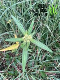 Image result for Euphorbia heterophylla