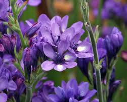 Image result for Babiana