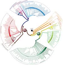 Image result for Pseudobromus