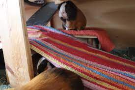 Schlafzimmer und vor allem kinderzimmer sind völlig ungeeignet, da meerschweinchen vor allem essentiell im meerschweinchen stall / käfig ist zudem die richtige meerschweinchen einstreu bzw. Meerschweinchen Im Schlafzimmer Halten Vor Und Nachteile Nagerguide De