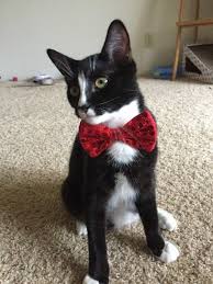 Black And White Cat With Bow Tie And Tuxedo Cats Are The Best At Pulling Off Bow Ties Ngl Cat Day Cats Kitten Love