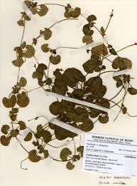 Image result for Diplolophium africanum