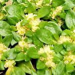 Image result for Guilleminea densa