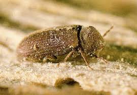 In the larval stage it bores in wood and feeds upon it. The Biggest Problems With Woodworm Infestations Tapco Homedry