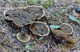 Image result for Pancovia holtzii