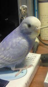 Budgie Muhabbet Kuslari Papagan Kus