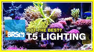 Week 19 Compelling Data For Using T5 Lighting On Your Reef Tank 52 Weeks Of Reefing Youtube