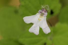 Image result for Diclis