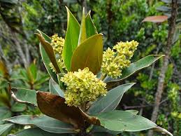 Image result for Ocotea