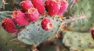 Some important things to look for when shopping around for cactus juice are; The Prickly Pear Cactus More Worthy Than Fragrant Flowers Neel Ayurvedics