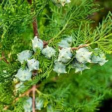 Image result for Platycladus orientalis